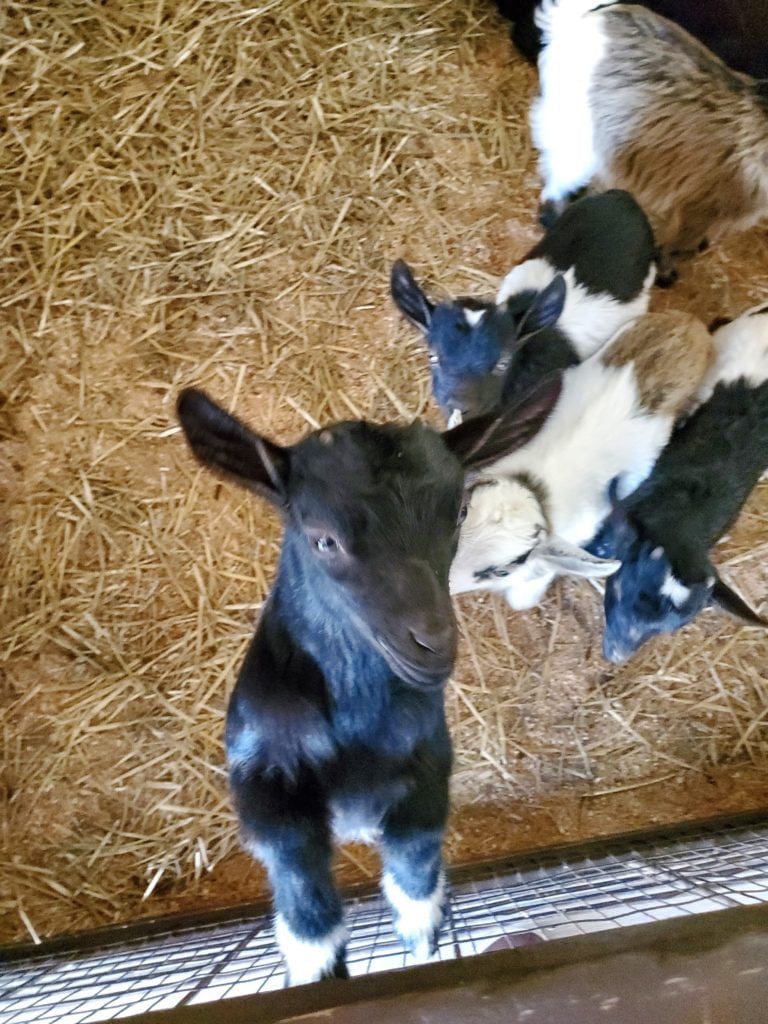 goat kids at The Farm in Door County.