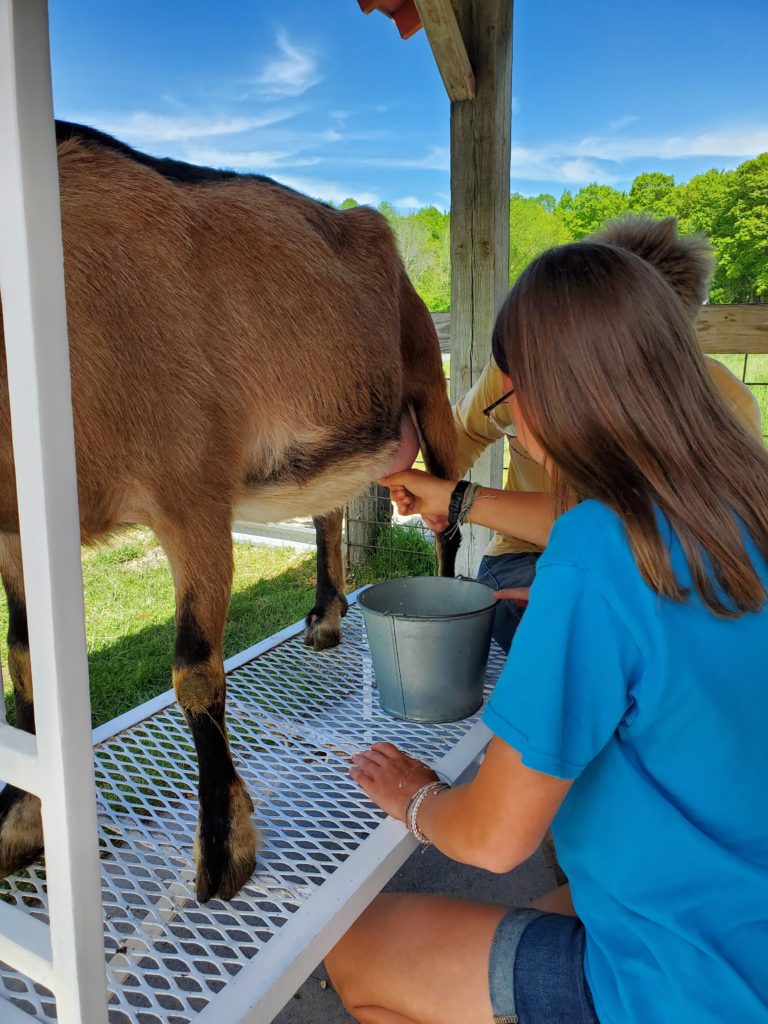 goat milking at The Farm in Door County.