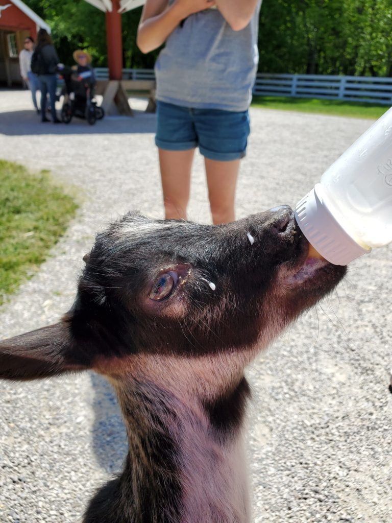  feeding a goat kid at The Farm in Door County