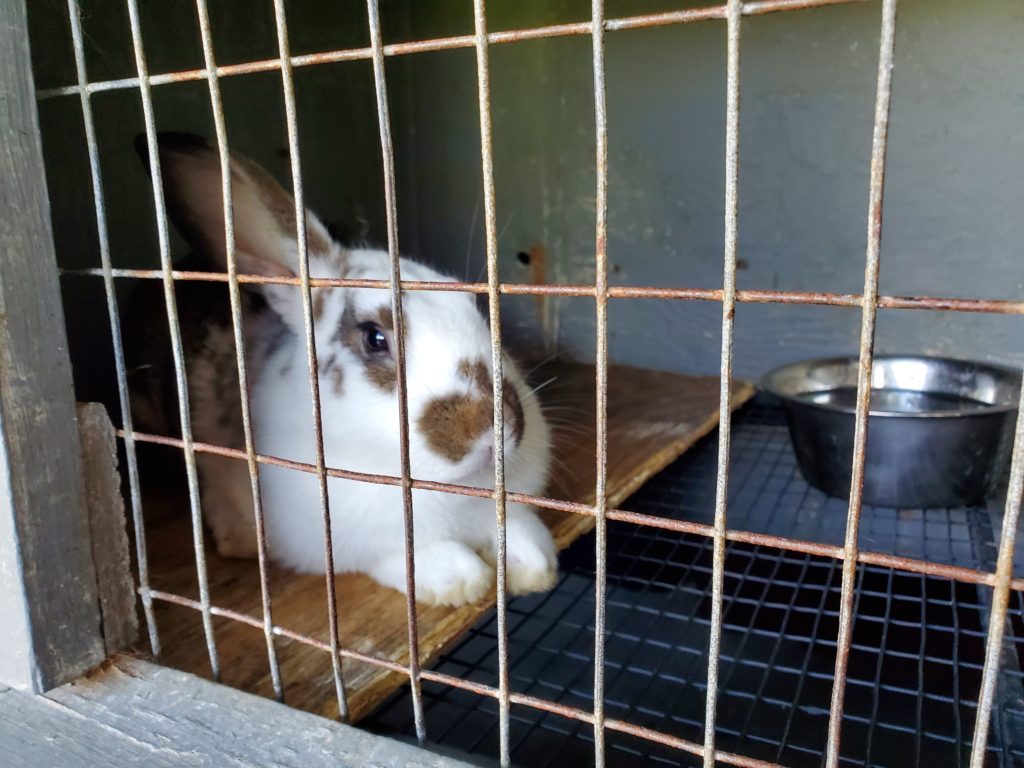 a rabbit at The Farm in Door County.