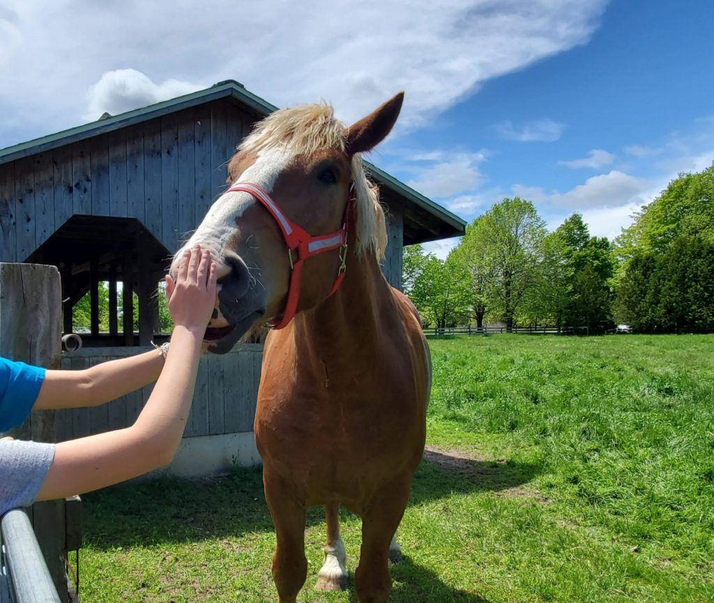 Picture depicting petting a horse at The Farm in Door County.