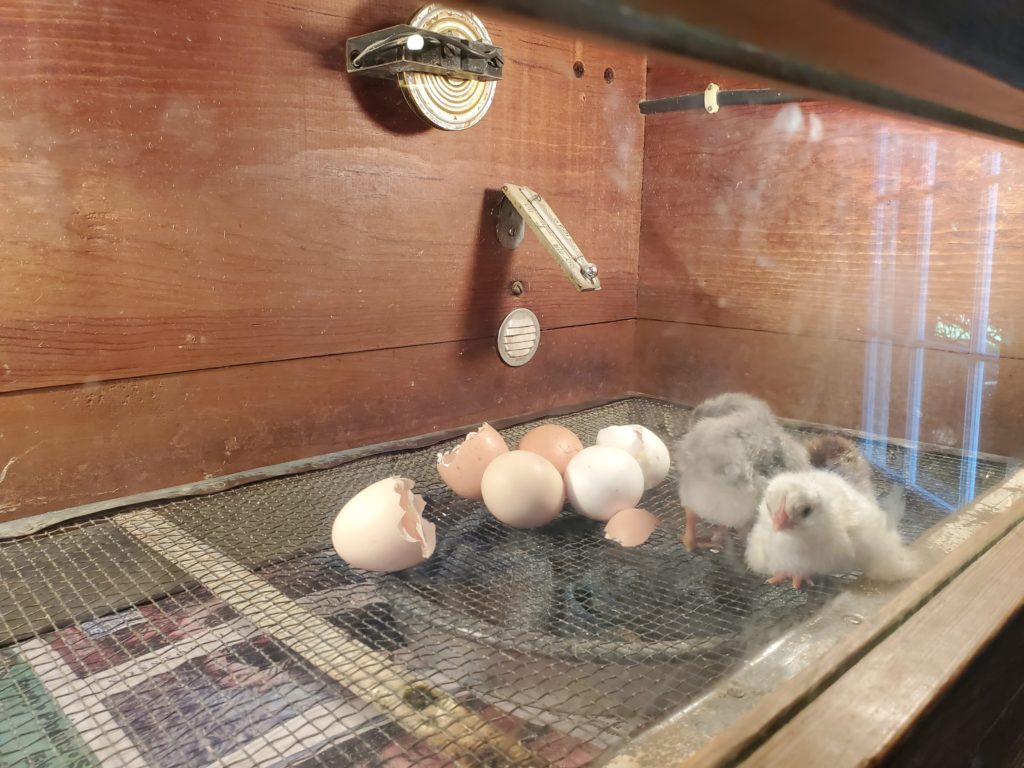 chicks hatching at The Farm in Door County.