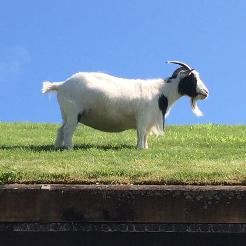 Goat on a Roof