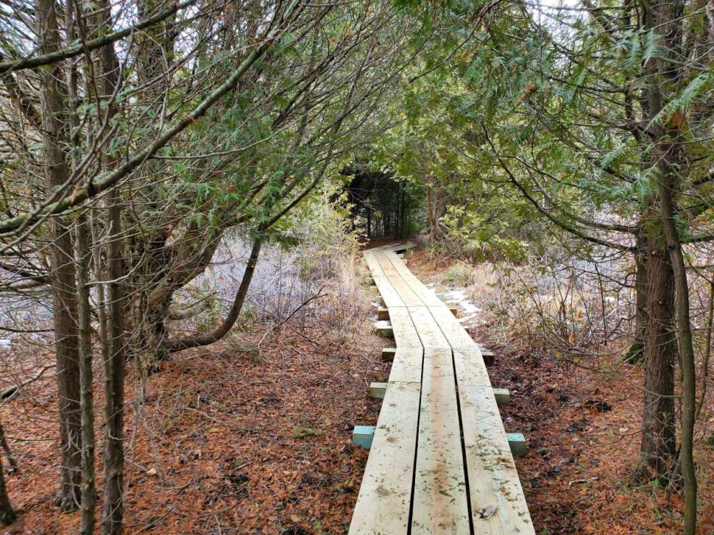 wooden path through a cedar swamp