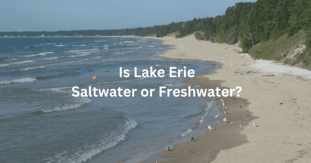 Shoreline. The superimposed text reads: Is Lake Erie Saltwater or Freshwater?