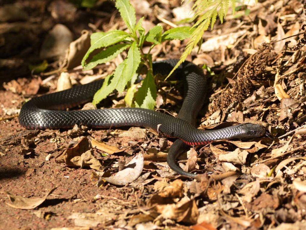 red bellied snake
