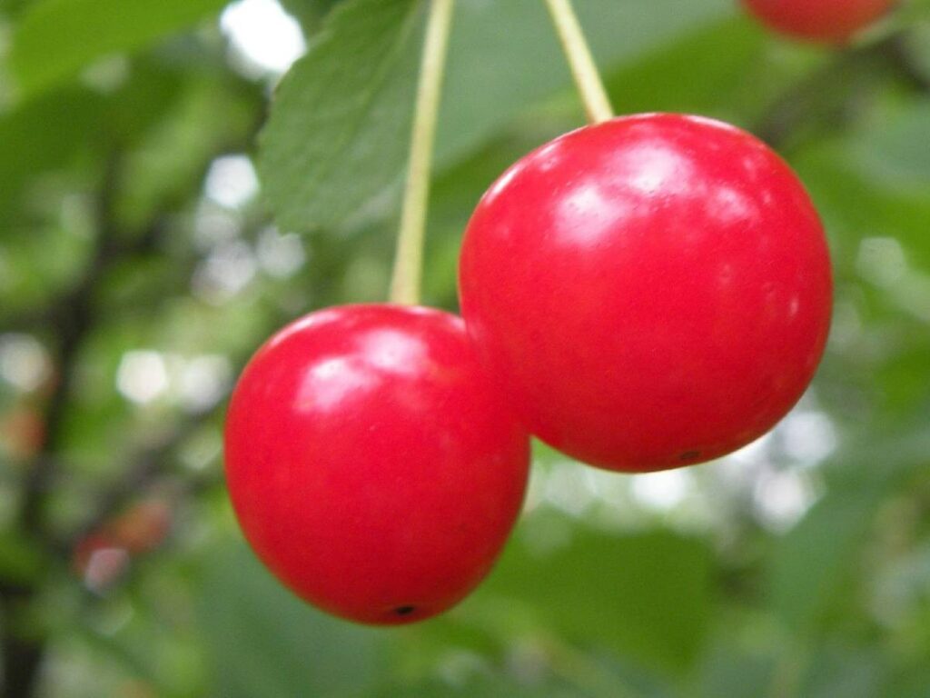two red montmorency cherries