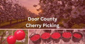 collage of a cherry orchard, upclose shot of cherries, and buckets of cherries in the back of a pickup truck. Overlayed text says: "Door County Cherry Picking."