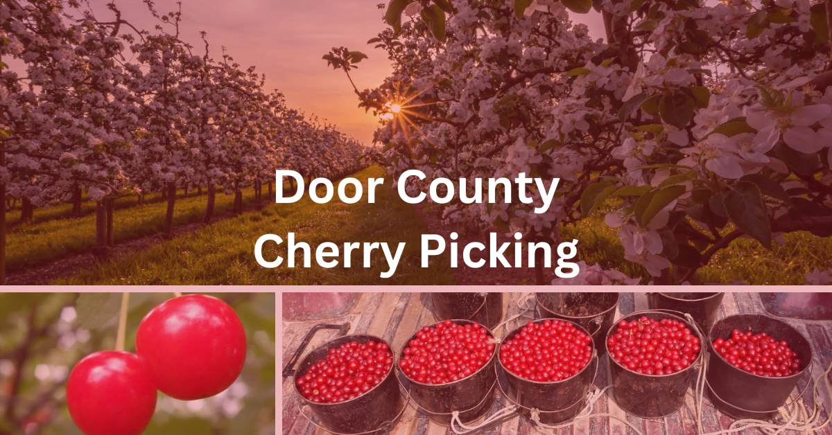 Door County Cherry Picking Ultimate Guide [2024] Orchards