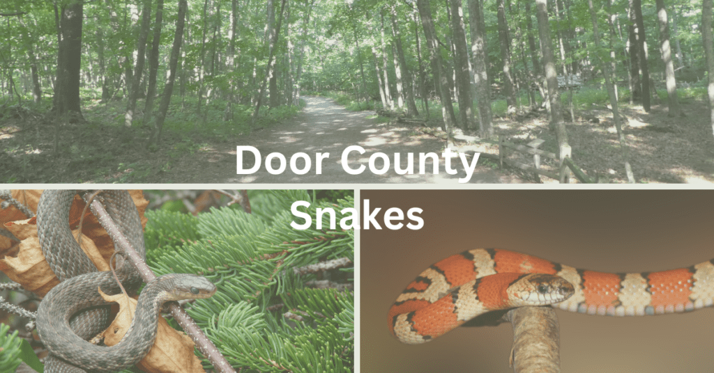 collage of two snakes and a nature scene with the text superimposed: Door County Snakes