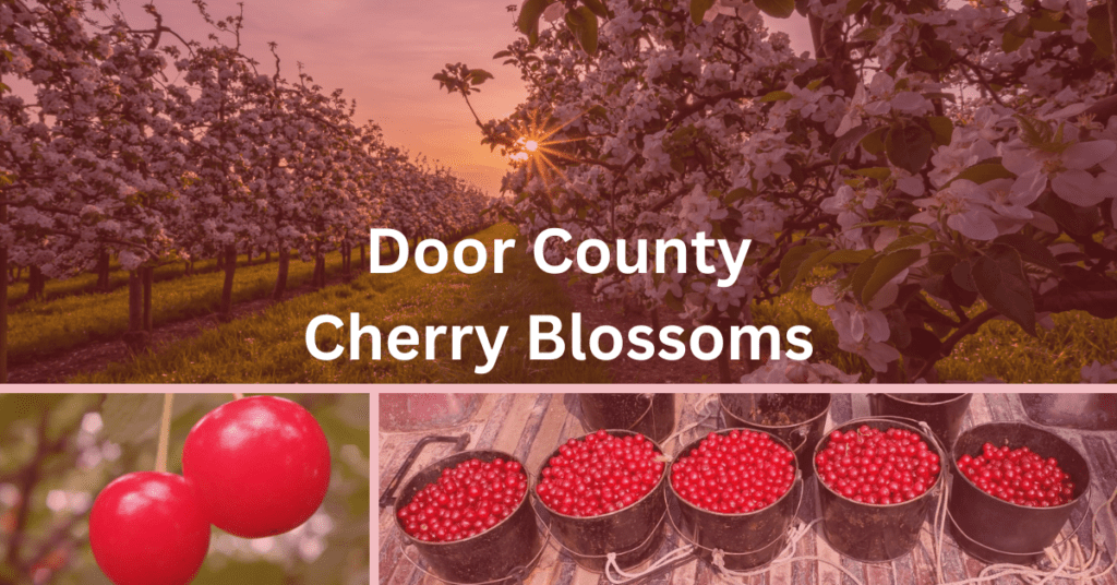 Collage showing blossoming cherry trees in an orchard, close up cherries, and buckets of cherries in the back of a pickup truck. Superimposed text says: "Door County Cherry Blossoms."
