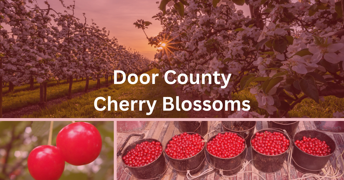 Door County Cherry Blossoms [2024]
