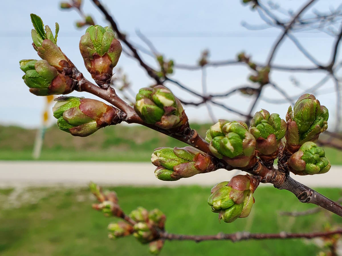 Door County Cherry Blossom Report [2024]