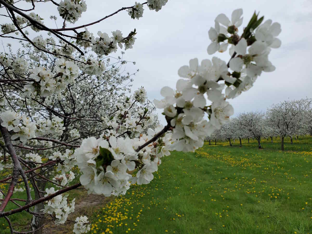 Door County Cherry Blossoms Ultimate Guide [2024]