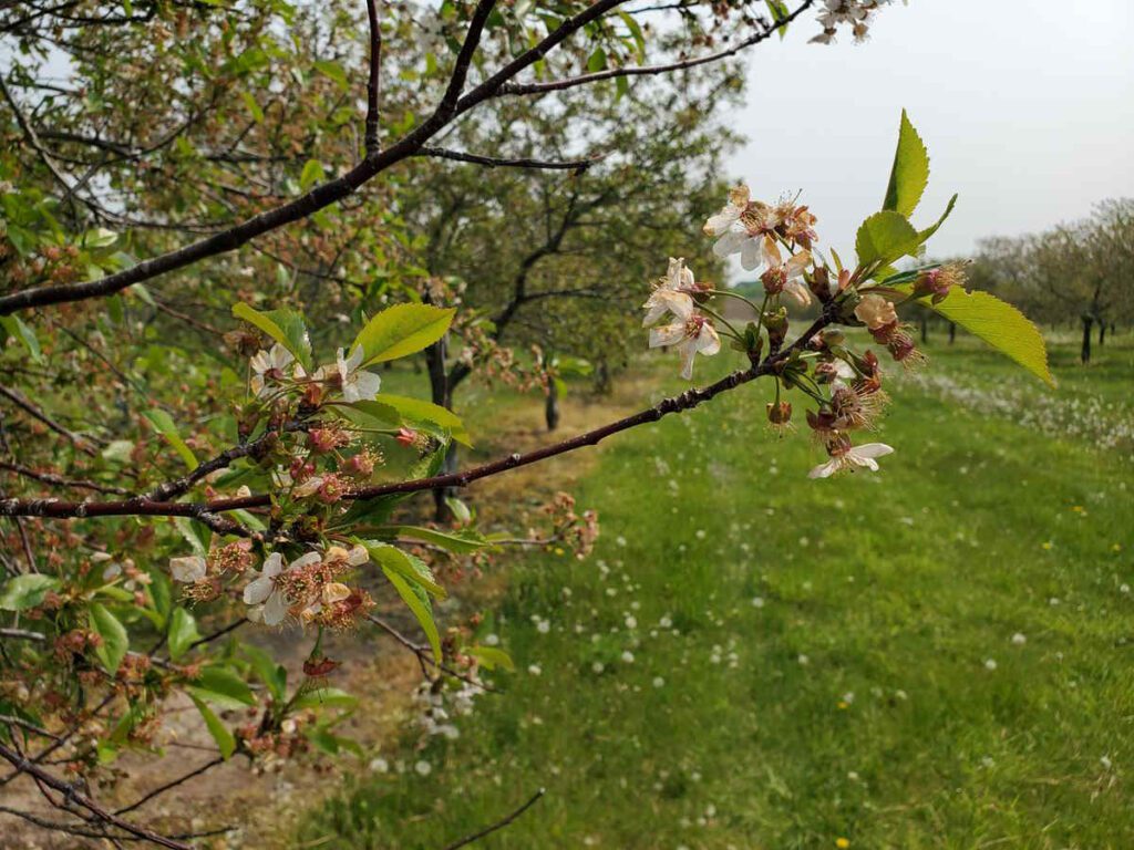 Cherry blossoms on a tree in Door County