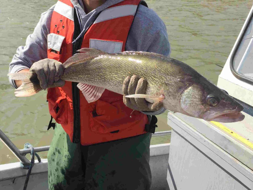 Walleye being held by a person