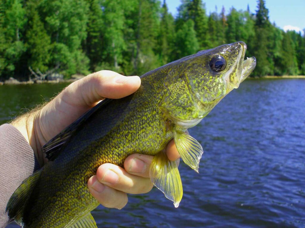 Picture showing a man handling a walleye and also the walleye teeth.