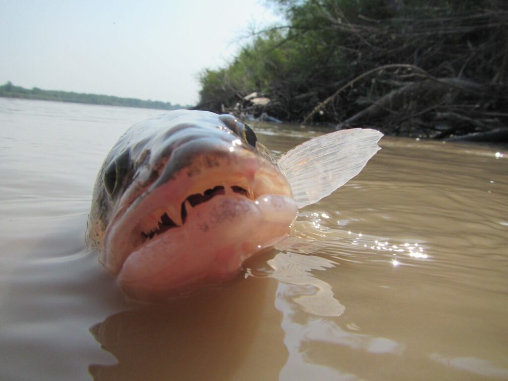 Closeup of a walleye halfway in the water with a view of its teeth.
