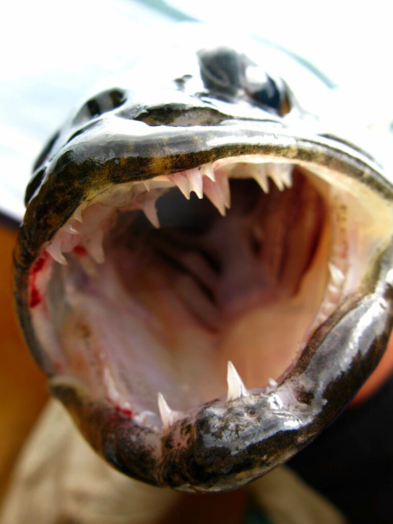 Walleye teeth