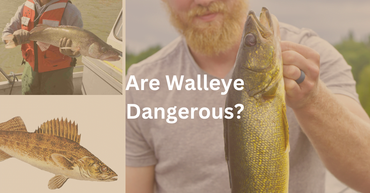 grid with pictures of walleye and the superimposed text: Are Walleye Dangerous?