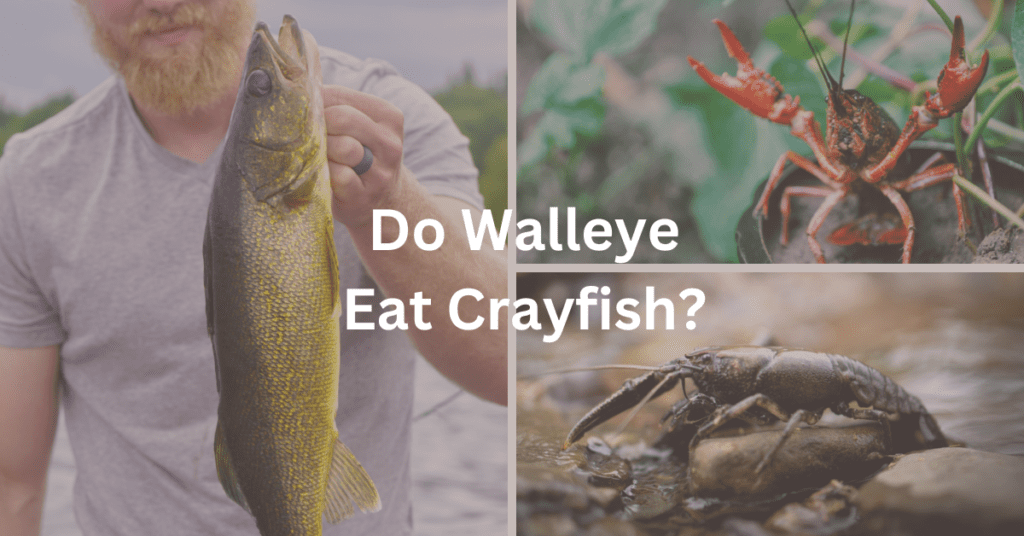 grid showing two pictures of crayfish and one picture of a man holding a walleye. Superimposed text says: "Do Walleye Eat Crayfish?"