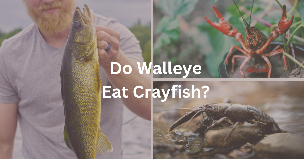 Do Walleye Eat Crayfish? [Walleye Catching Secrets Exposed]