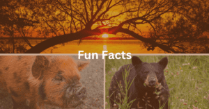Grid with a a sunset scene, a pig, and a black bear. Superimposed text says: "Fun Facts."