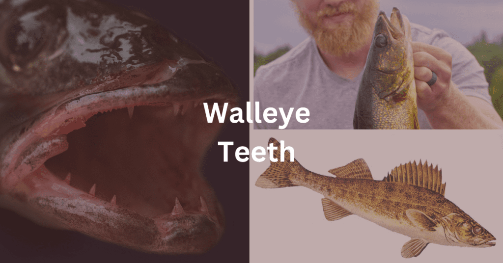 Grid showing multiple pictures of walleye. Superimposed text says: Walleye Teeth.