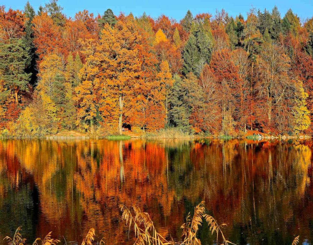 multi-colored trees reflected in a pond