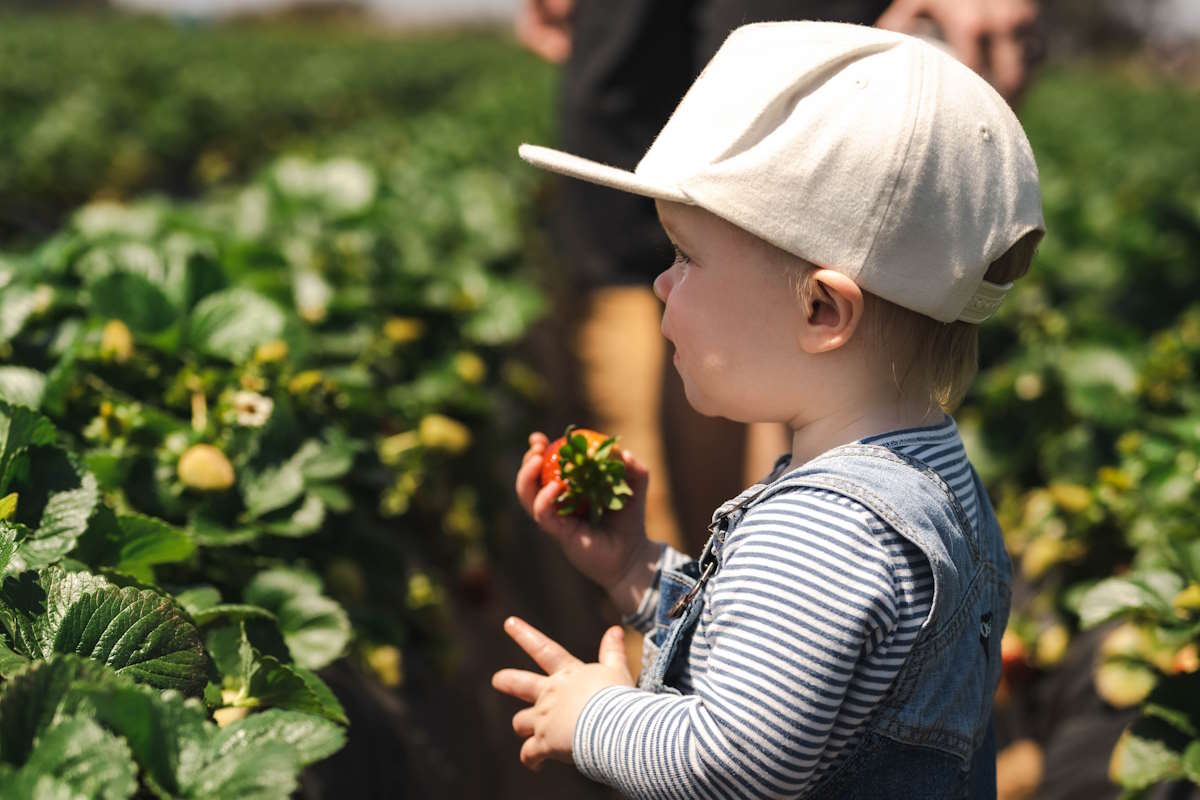 toddler picking strawberry