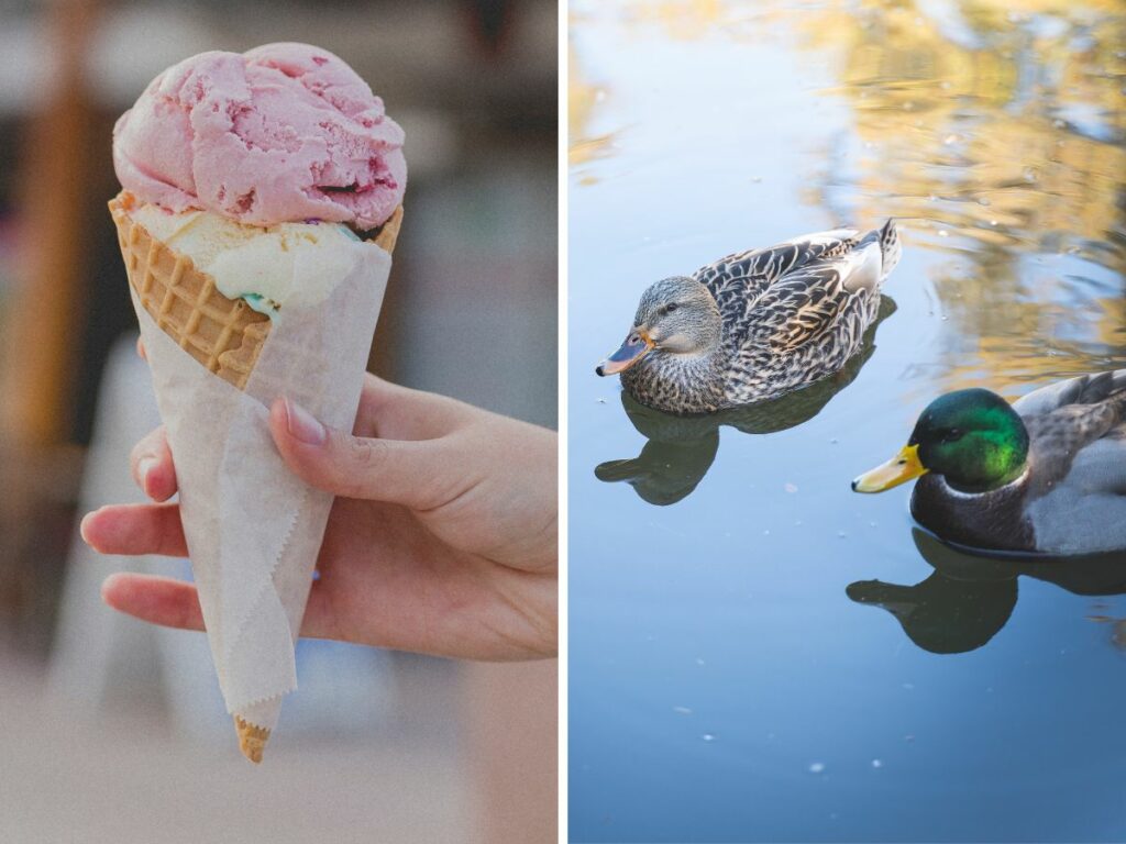 grid showing scenes from Not Licked Yet, showing why it's a great thing to do with toddlers. Scenes include ice cream cone and ducks.
