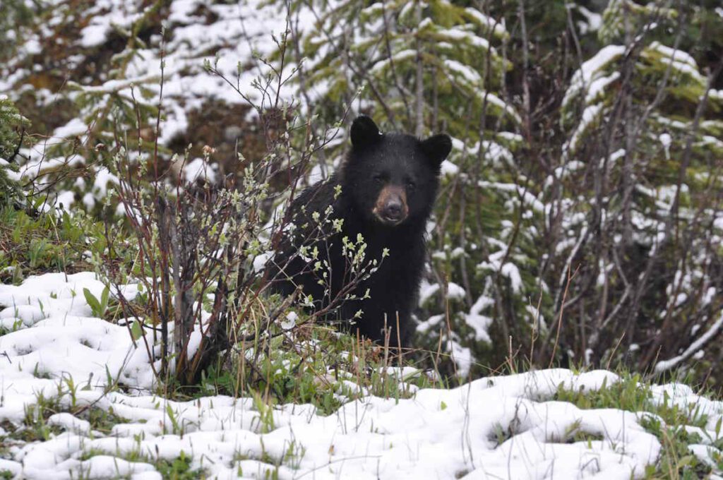 black bear in snow