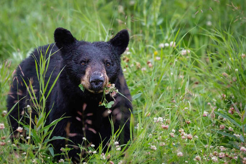 black bear eating clover