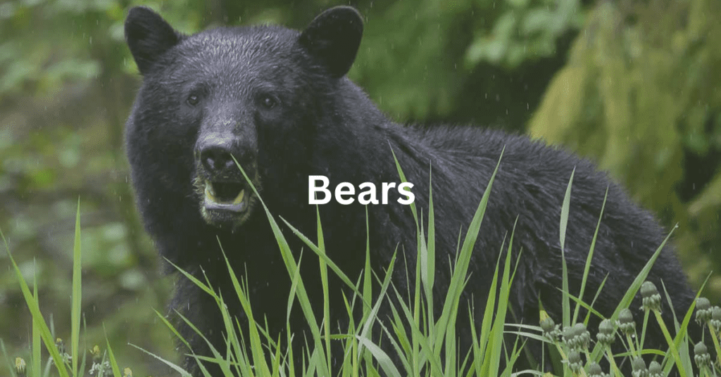 picture of bear with superimposed text that says: bears