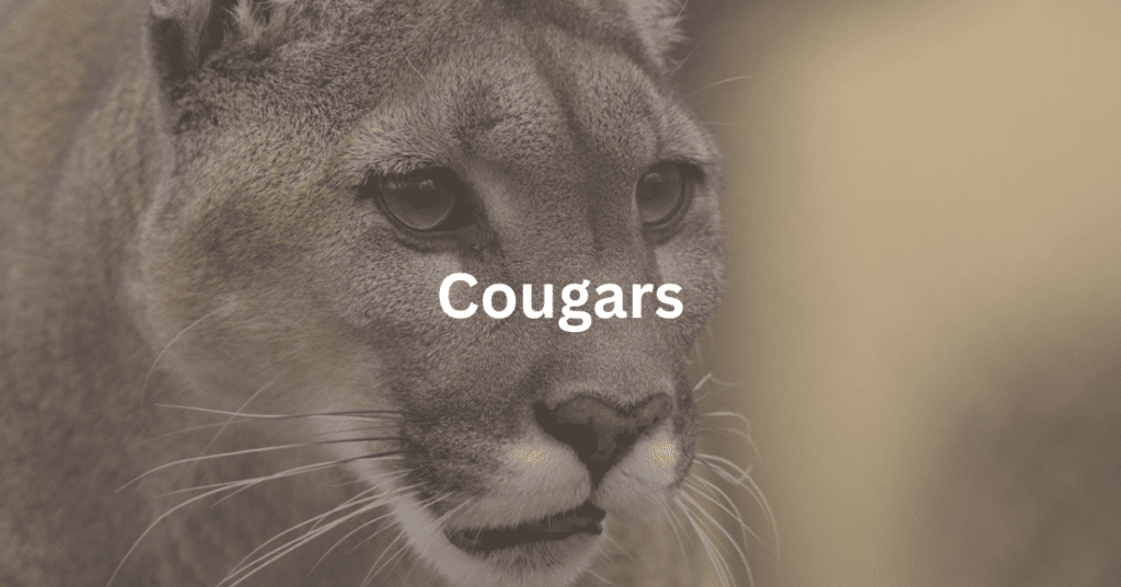 cougar with superimposed text that says: "Cougars"