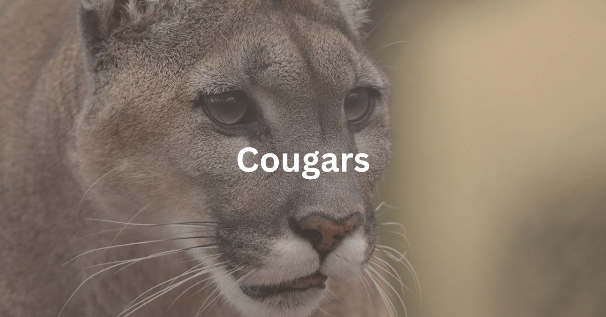 Are There Cougars in Door County? Hello Door County