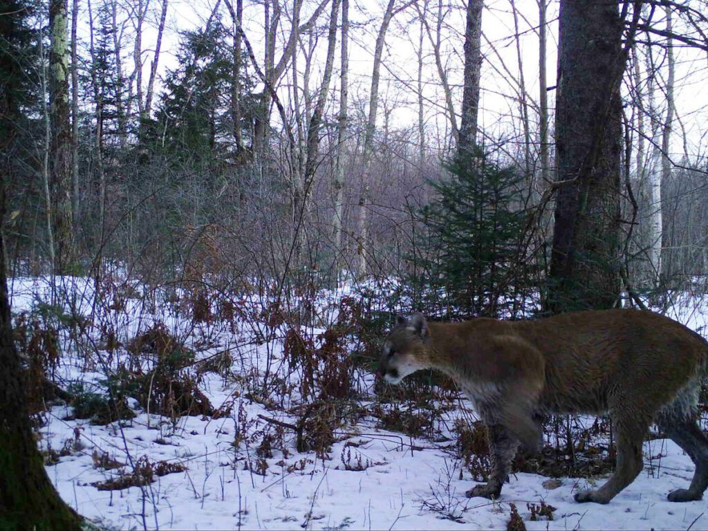 game cam picture of a cougar