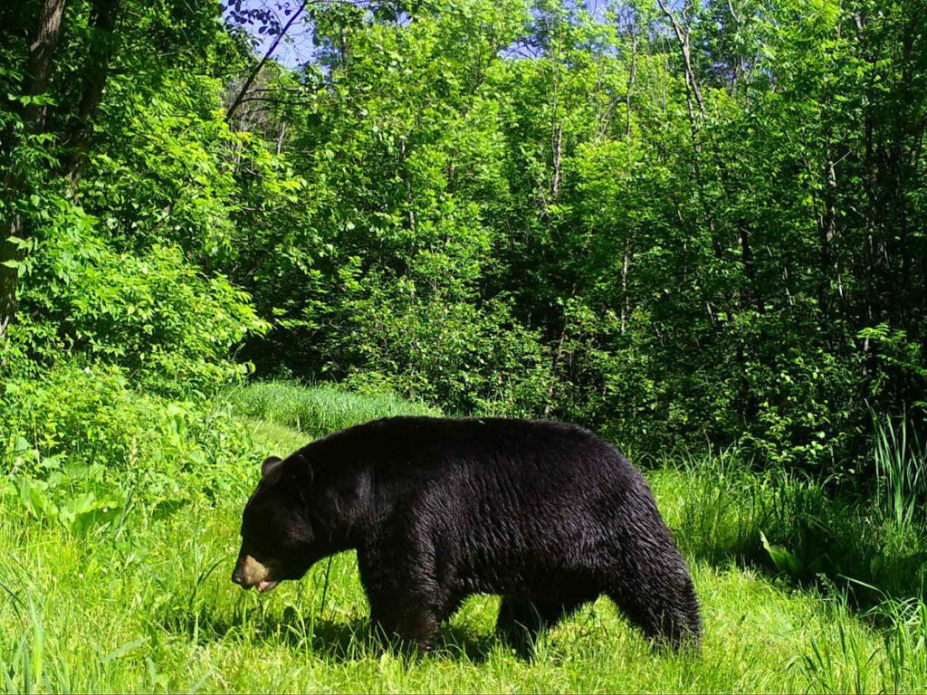bear in grass