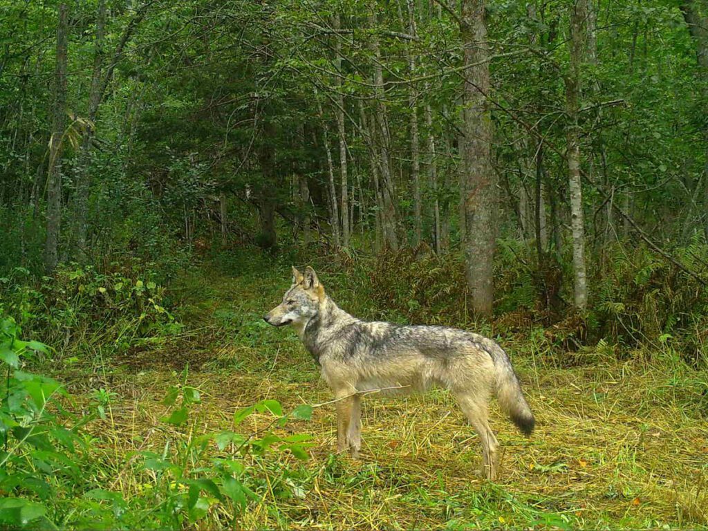 wolf in a clearing