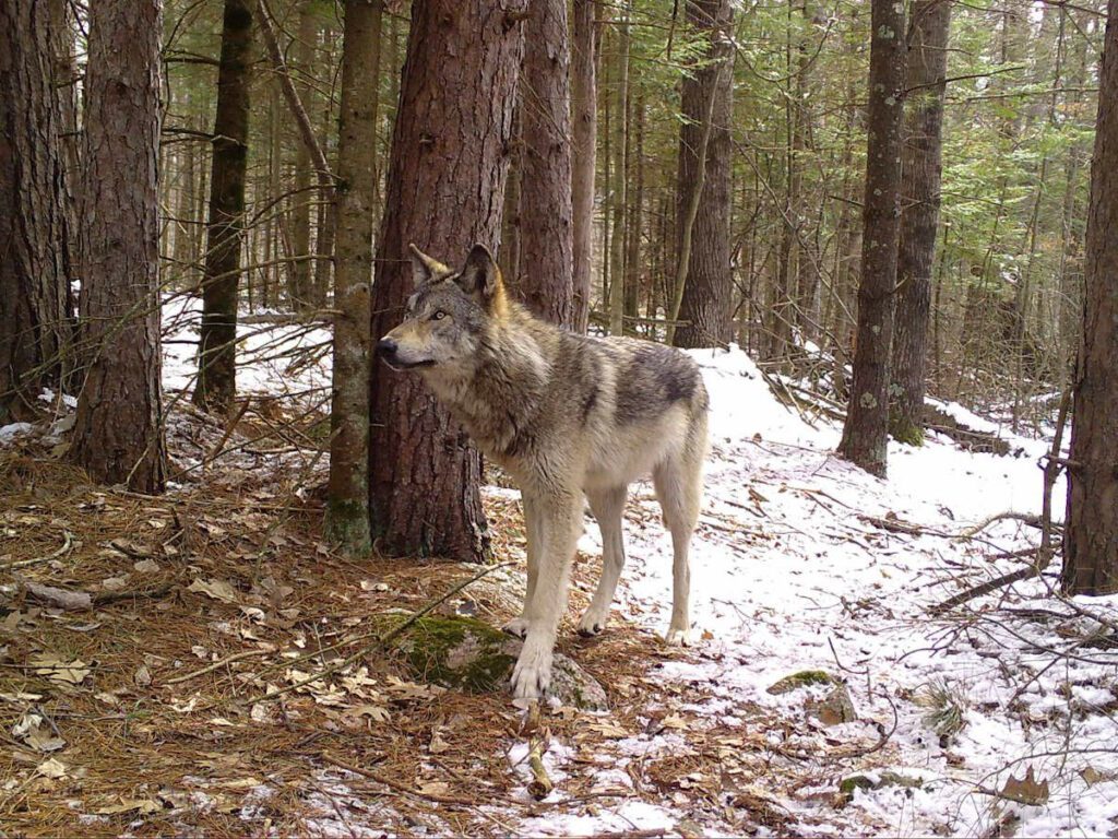 wolf in the woods with snow on the ground