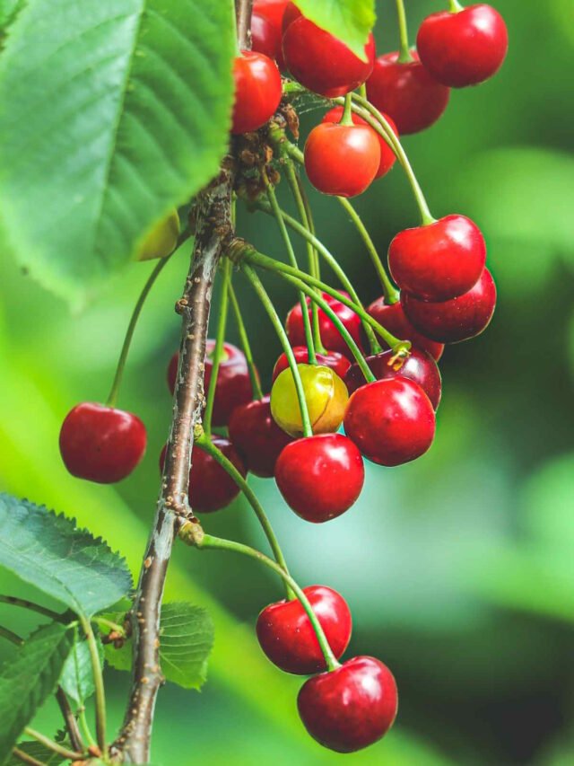 Cherry Picking: It Made Door County Famous