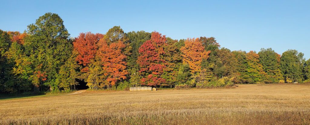 fall scene consisting of multi-colored trees with fall foliage, haybales, and a cut field