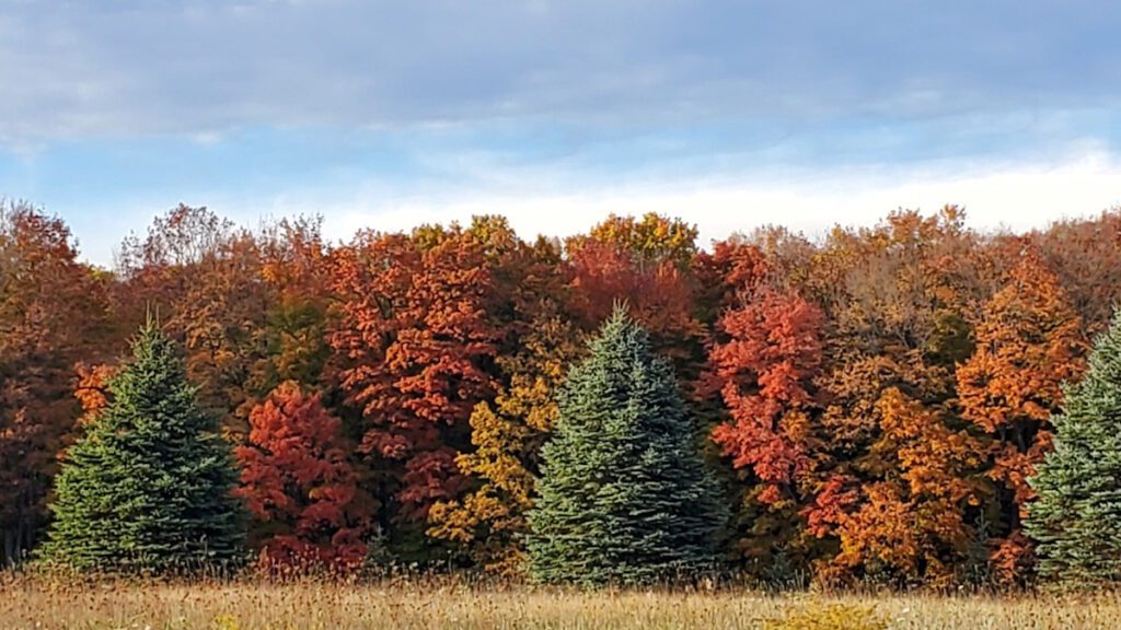 trees colorful with autumn foliage