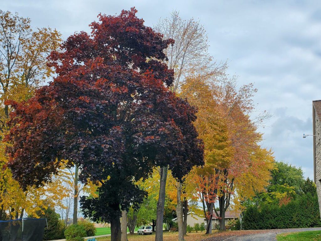 Multi-colored trees in Door County