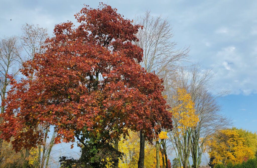 Autumn trees in Door County.