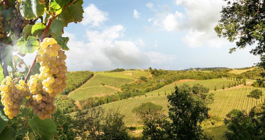 Vineyards with grapevine and hilly tuscan landscape near winery