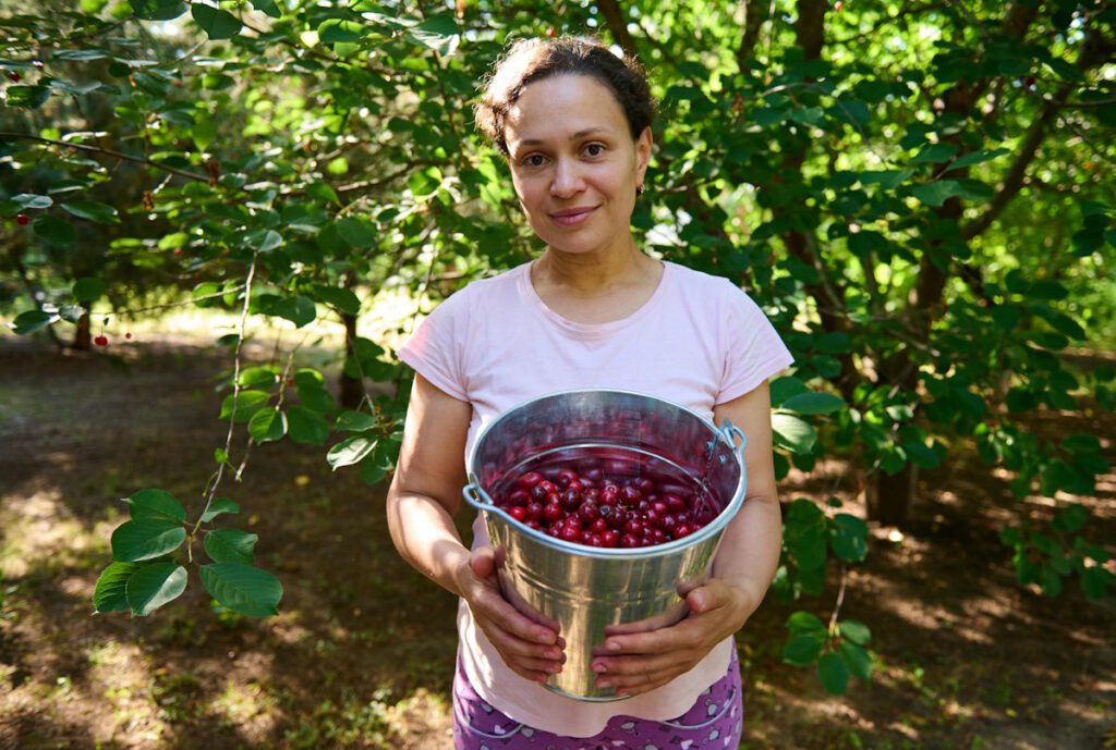 Woman picking cherries in a Door County orchard