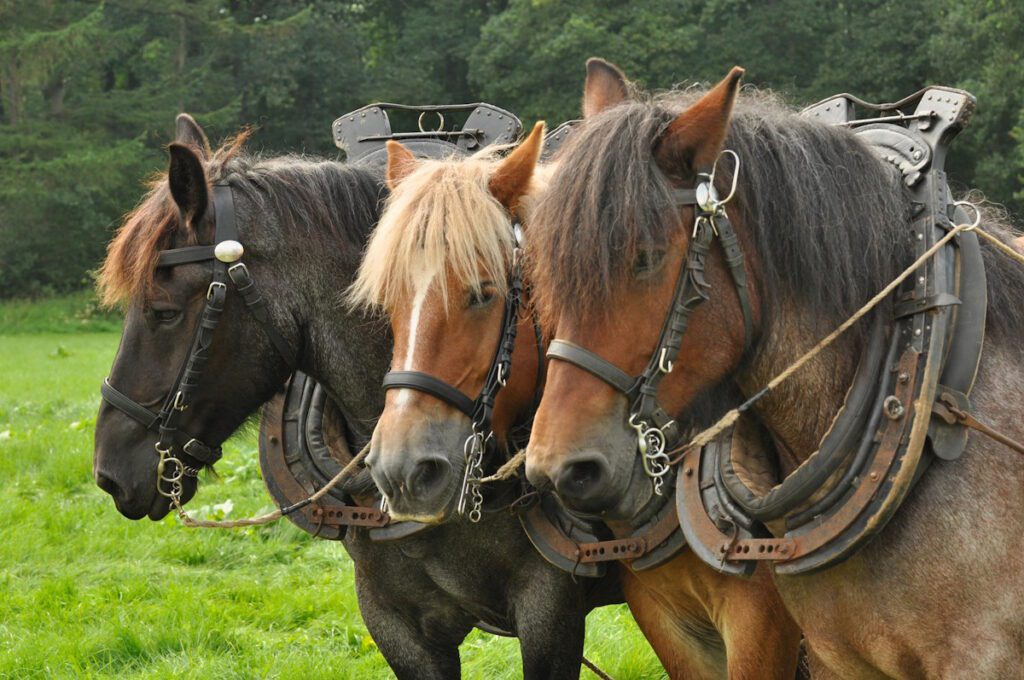 Belgian draft horses harnessed for a horse pull at the Jacksonport Maifest.