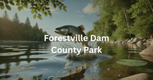 Fish jumping out of the water at Forestville Dam County Park.