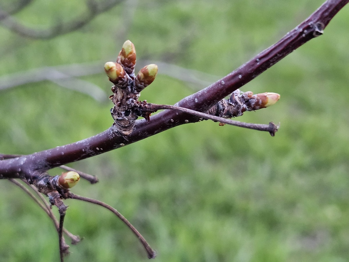 20250430_194914 cherry buds